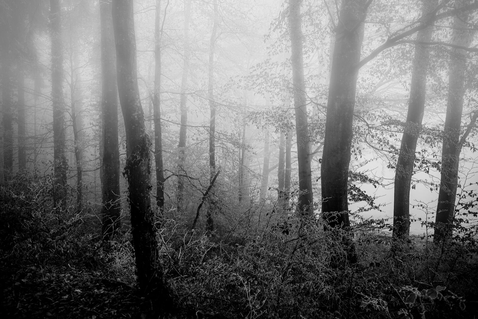 Canon EF 24-70mm F4L IS USM sample photo. Forest, fog, winter photography