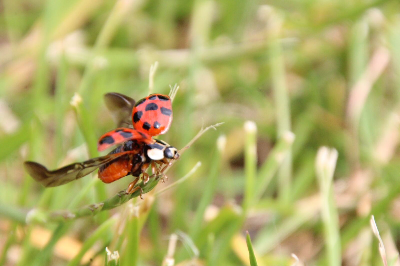 Canon EOS 1200D (EOS Rebel T5 / EOS Kiss X70 / EOS Hi) sample photo. Ladybug, departure, grass photography