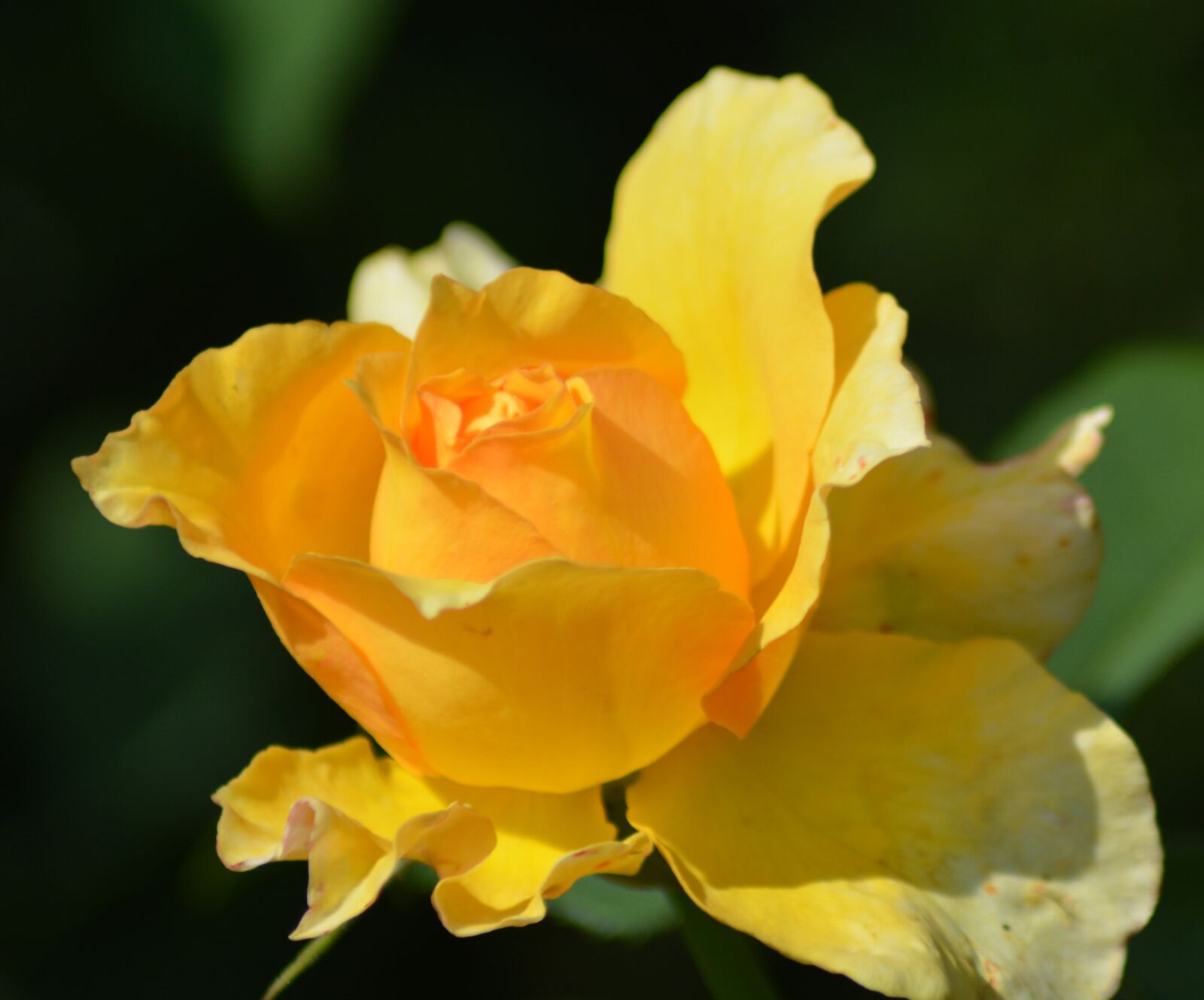 Nikon D5200 sample photo. Flower, pink, garden photography