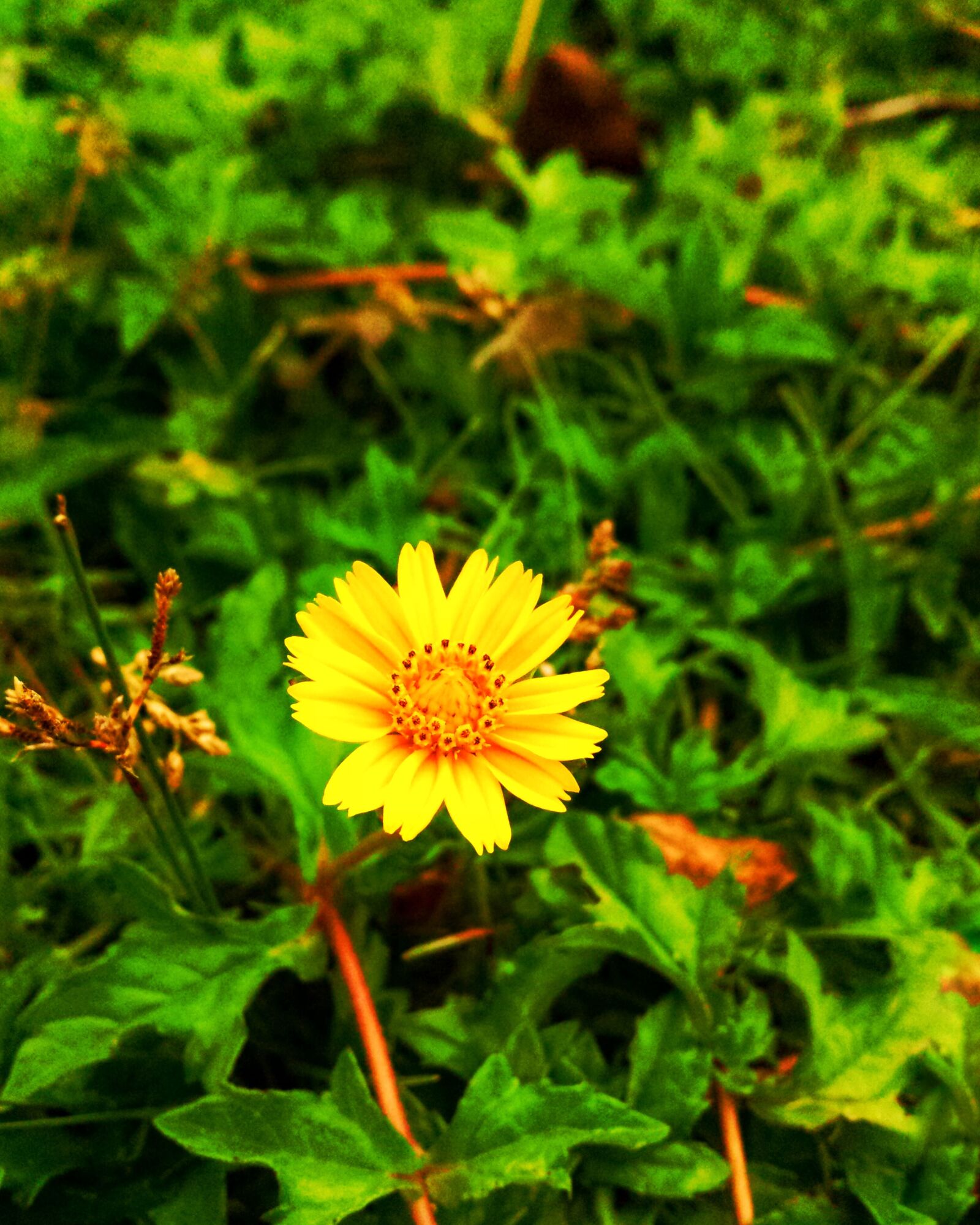 Samsung Galaxy S4 sample photo. Flower, garden, nature photography