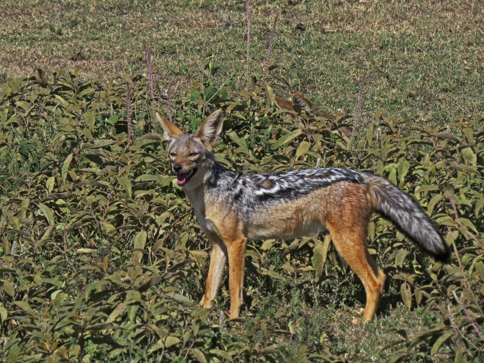 Canon PowerShot SX50 HS sample photo. Jackel, wildlife, wild photography