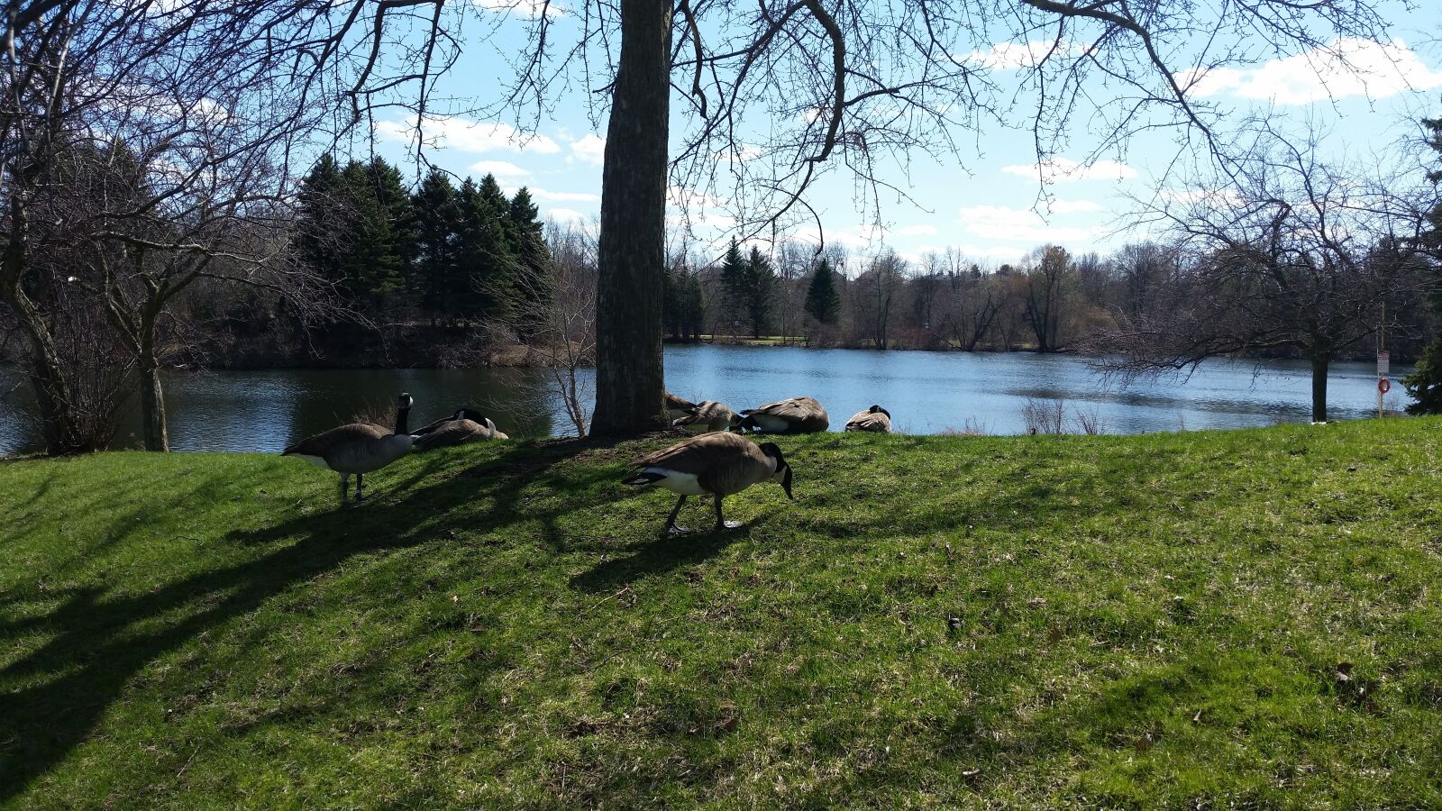 Samsung Galaxy S5 sample photo. Goose, birds, geese photography