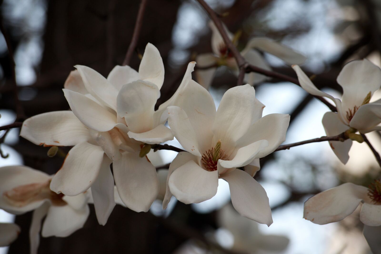 Canon EOS 5D Mark II sample photo. Magnolia, white magnolia, flowers photography
