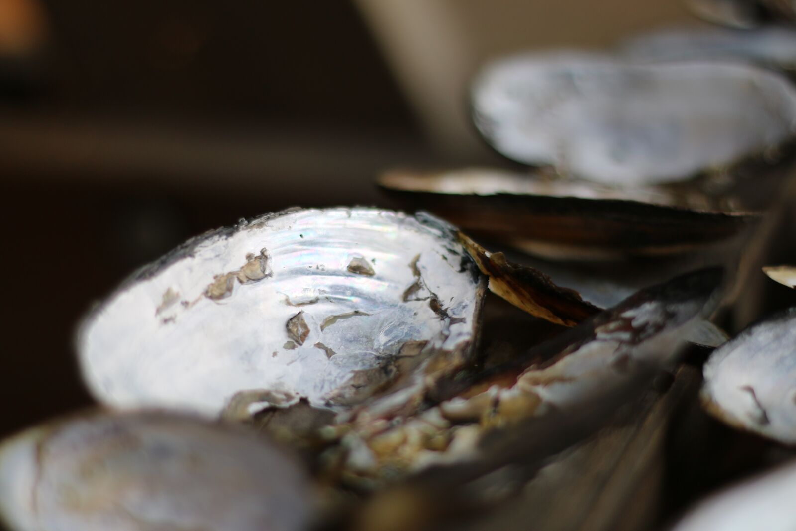 Canon EOS 70D + Canon EF 50mm F1.8 II sample photo. Clam, shell, mussels photography