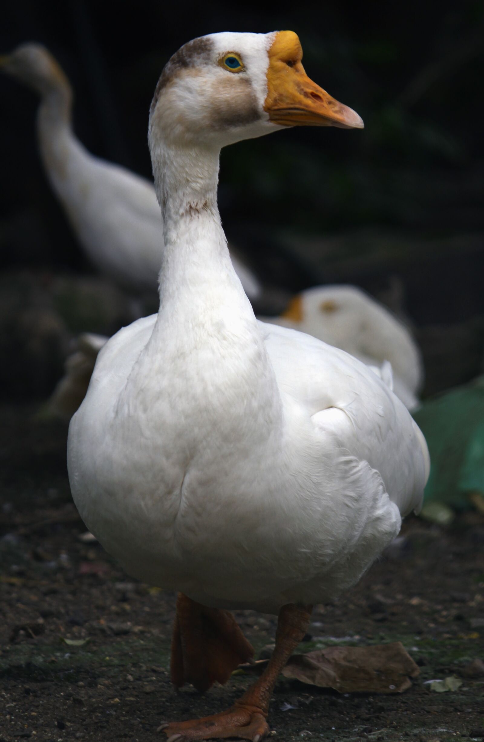 Canon EOS 700D (EOS Rebel T5i / EOS Kiss X7i) sample photo. Animal, nature, bird photography