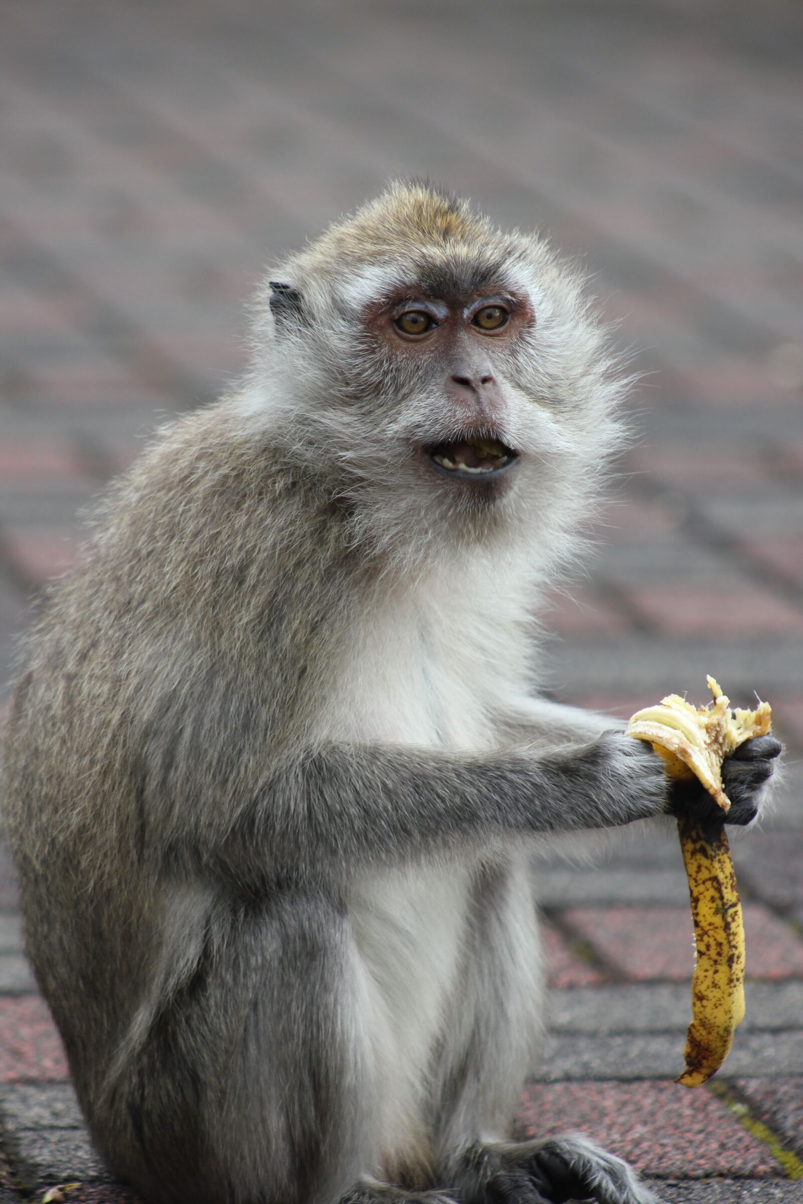 Canon EOS 550D (EOS Rebel T2i / EOS Kiss X4) sample photo. Monkey, portrait, nature photography