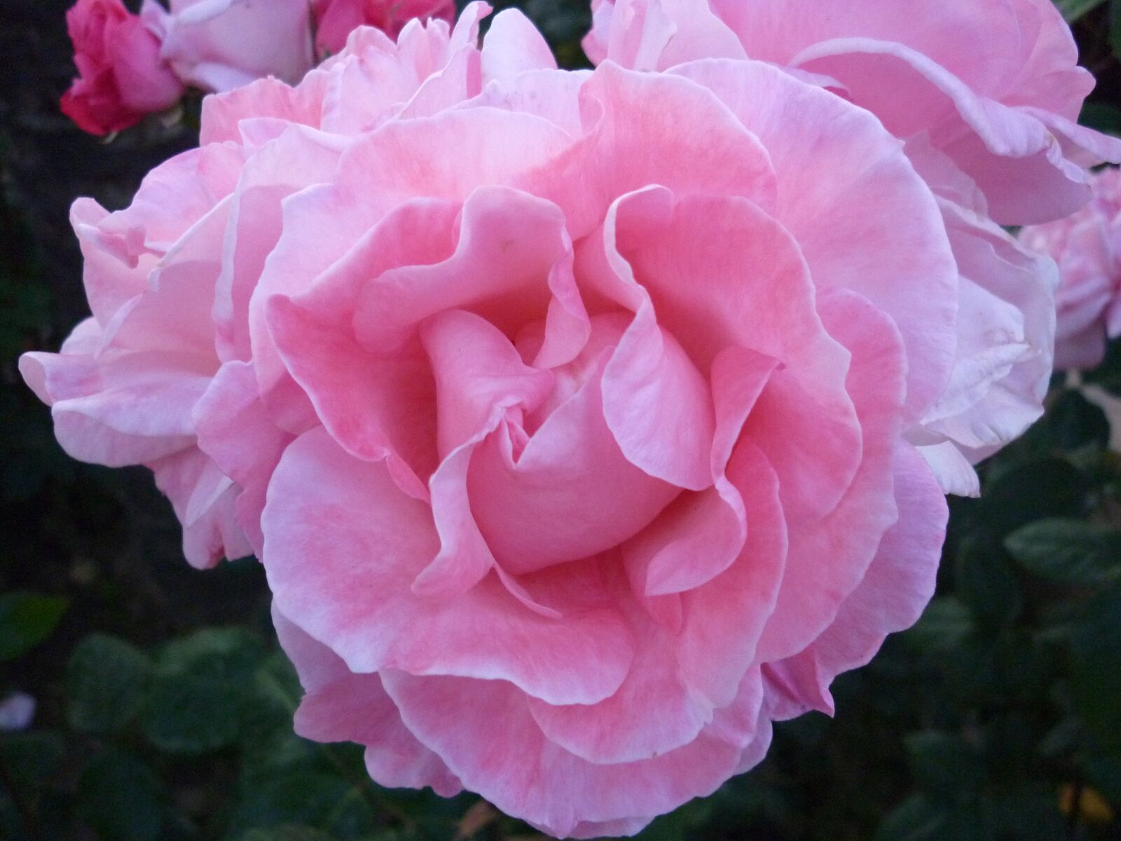 Panasonic DMC-FS42 sample photo. Flower, rose, tenderness photography