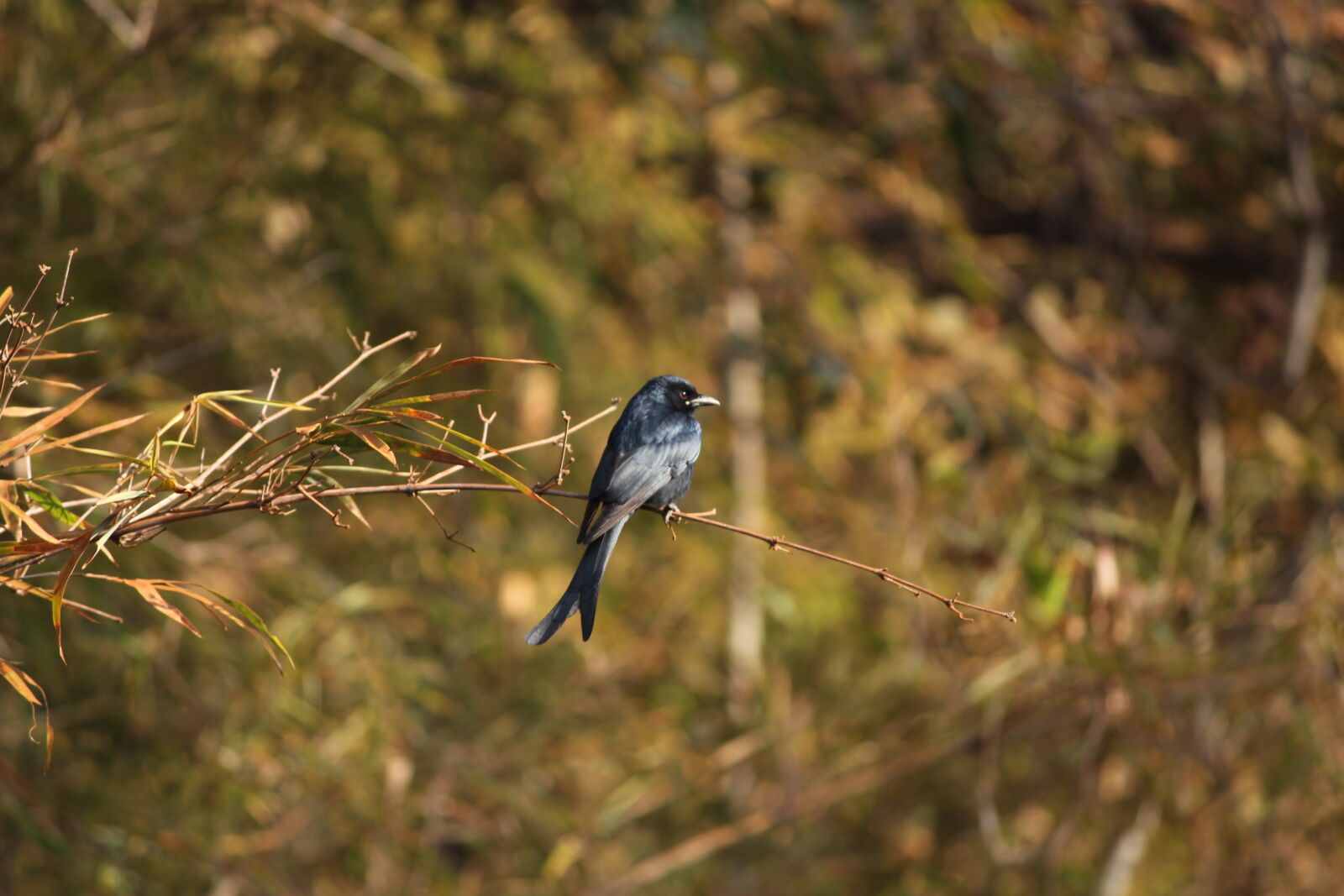 Canon EOS 700D (EOS Rebel T5i / EOS Kiss X7i) sample photo