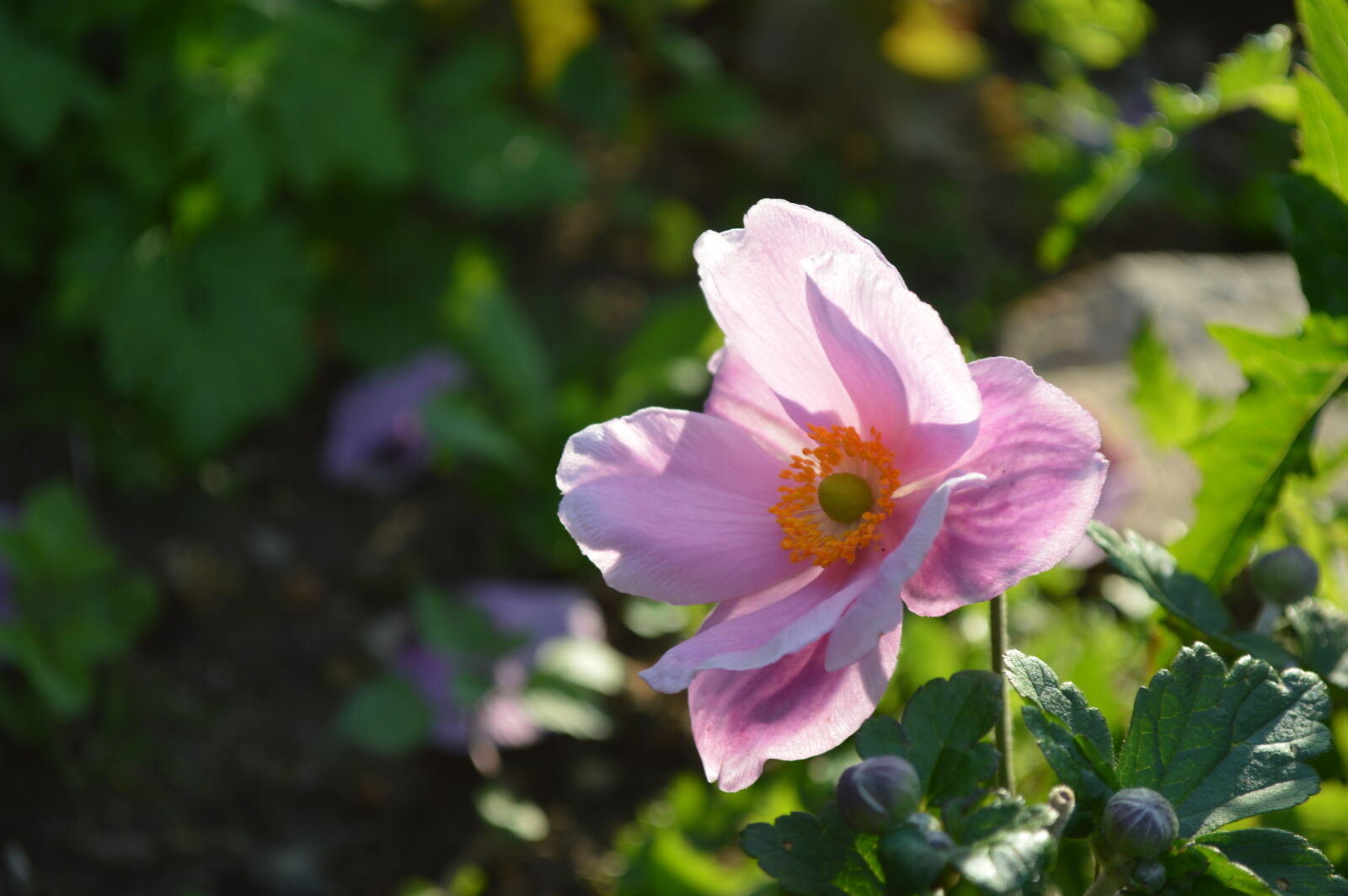 Nikon D3200 sample photo. Beautiful, flowers, cosmos, flower photography