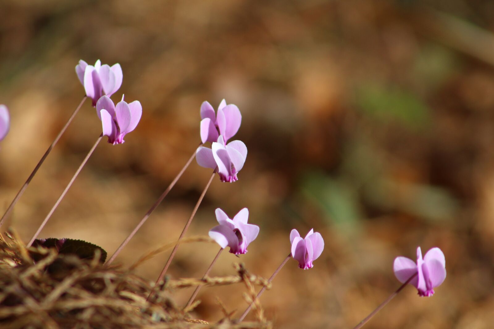 Canon EF 75-300mm f/4-5.6 sample photo. Flowers, autumn, cyclamen photography