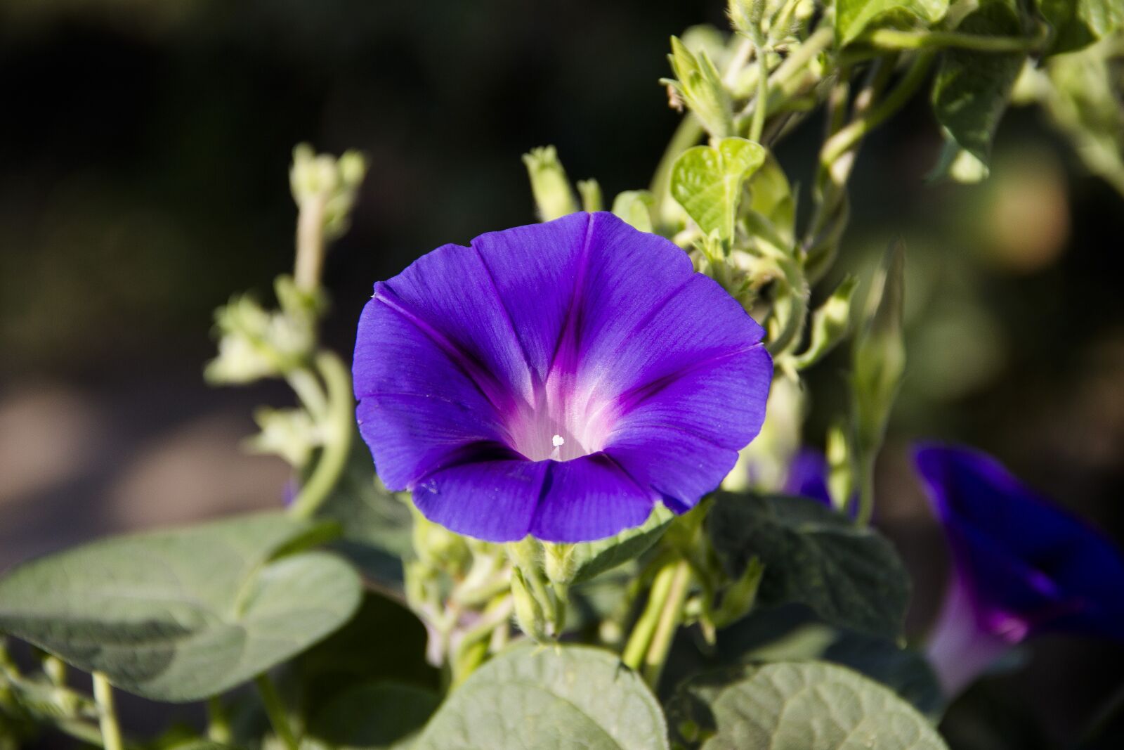 Canon EOS 650D (EOS Rebel T4i / EOS Kiss X6i) sample photo. Garden, flower, macro photography