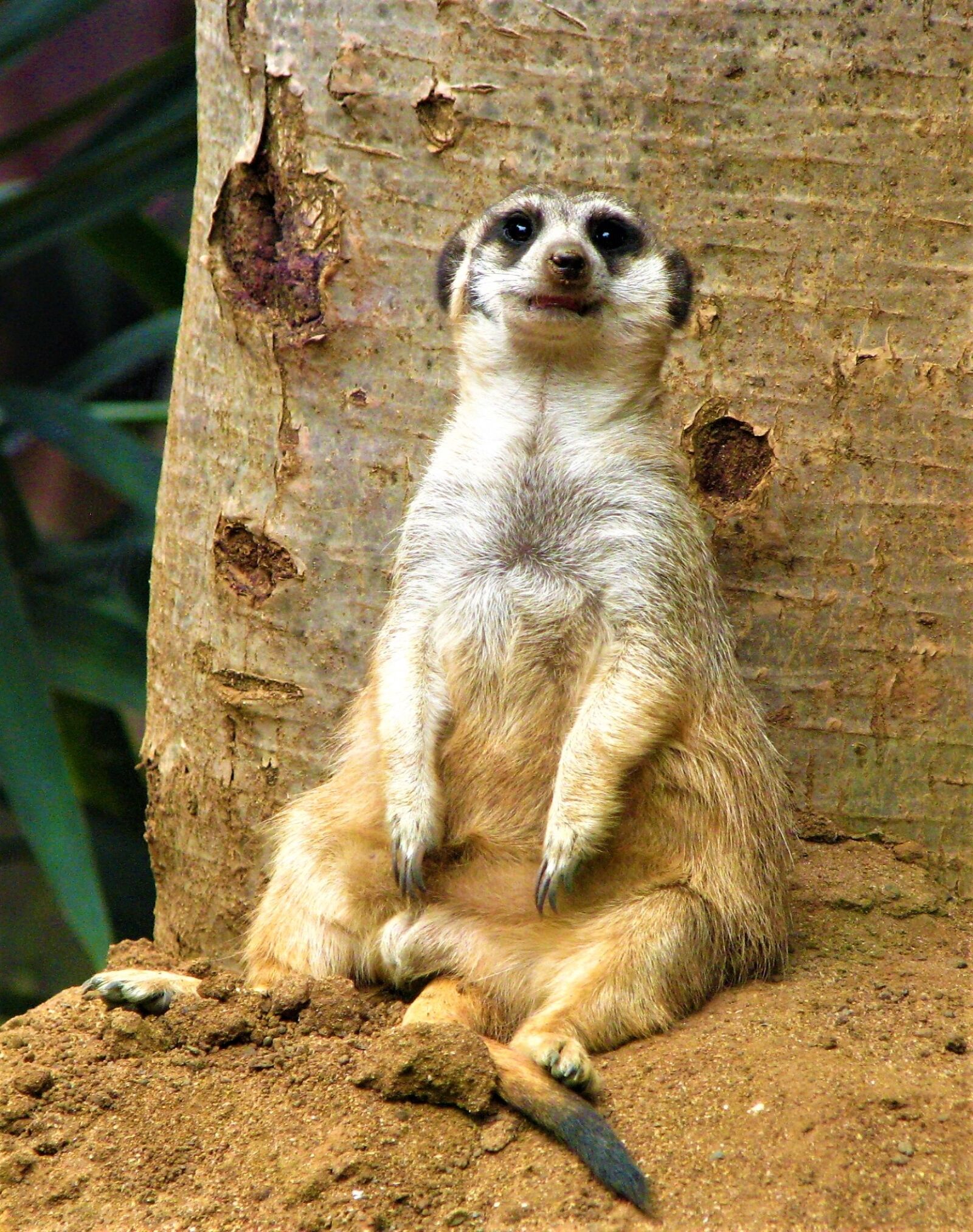 Canon POWERSHOT S5 IS sample photo. Mammals, cute, wild animals photography