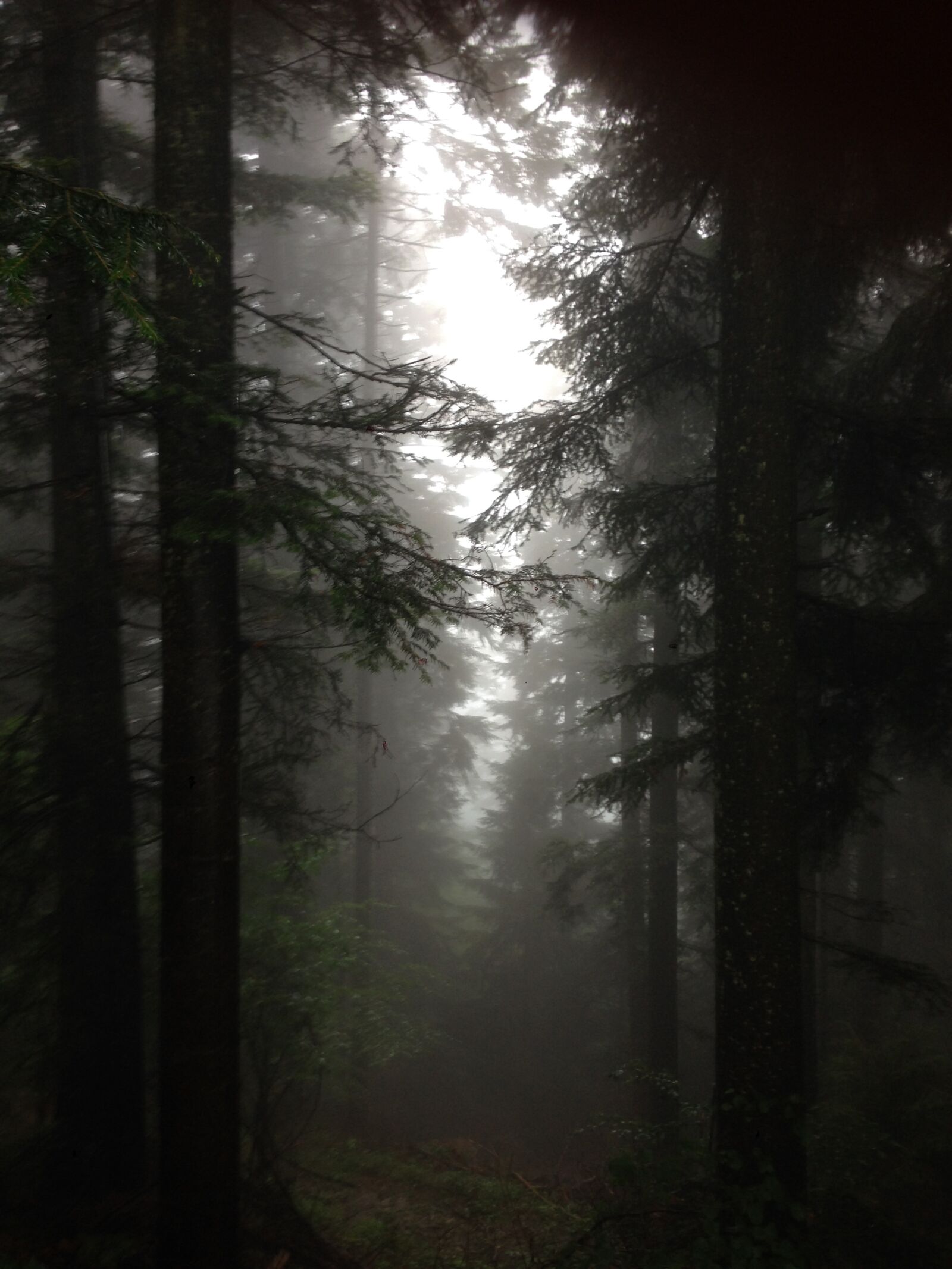 iPhone 5 back camera 4.12mm f/2.4 sample photo. Woods, autumn, fog photography