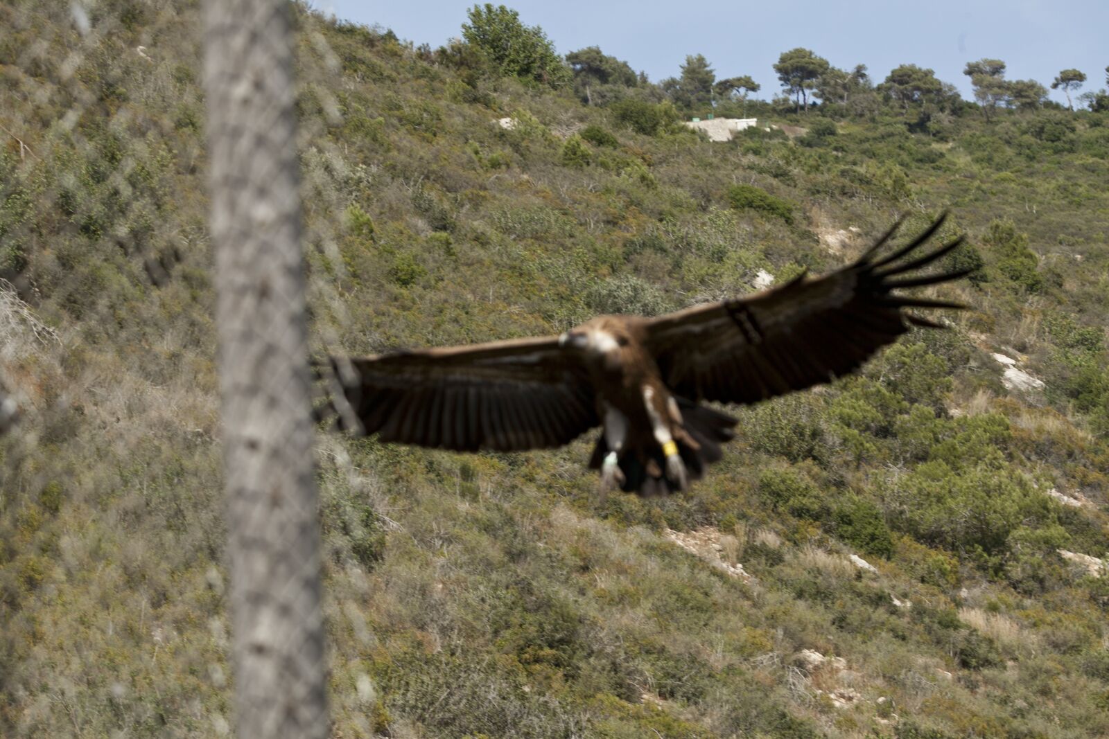 Canon EF 70-200mm F2.8L USM sample photo. Wings, fly, israel photography