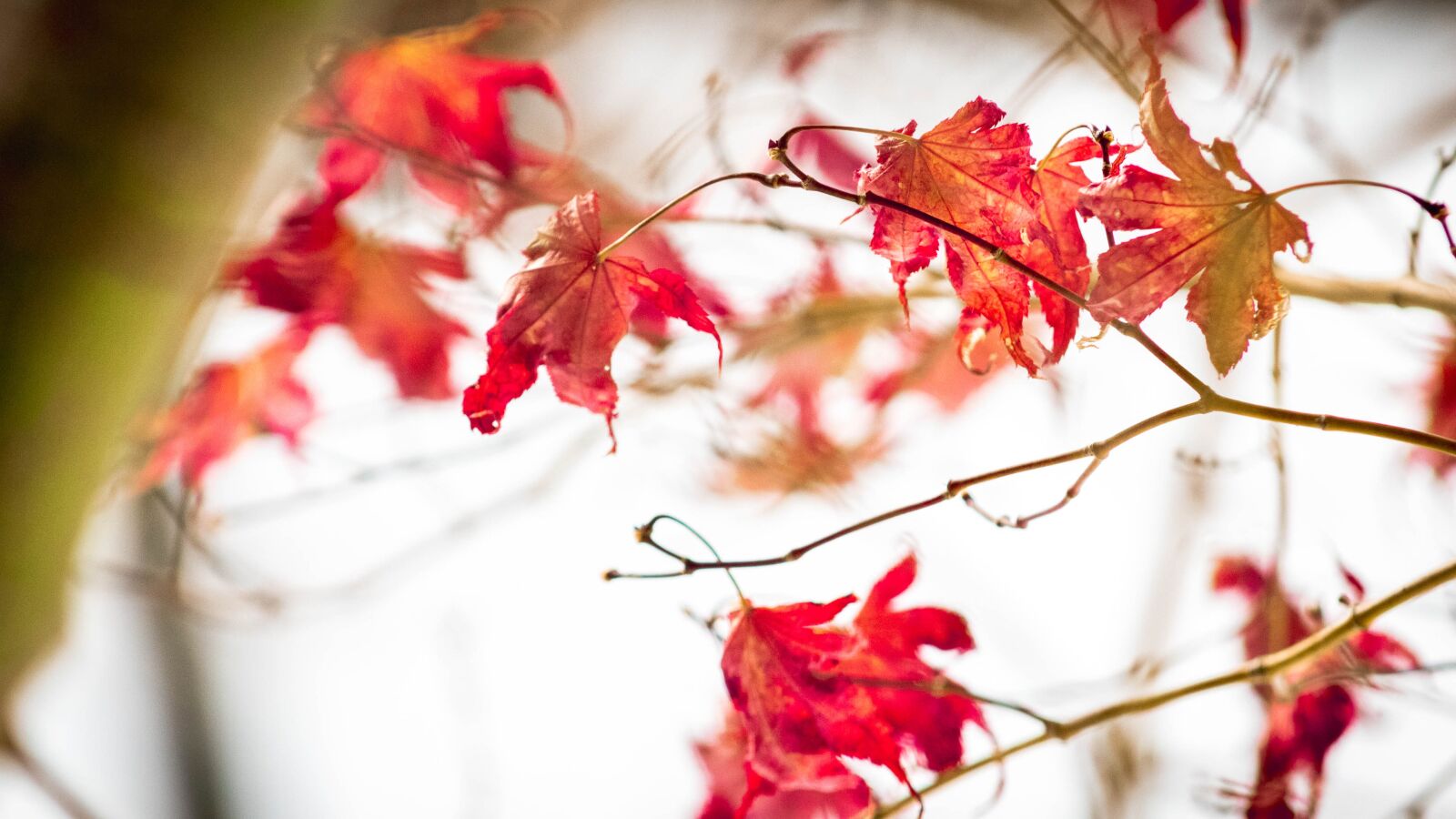 Canon EOS 1300D (EOS Rebel T6 / EOS Kiss X80) sample photo. Fall, leaves, autumn photography