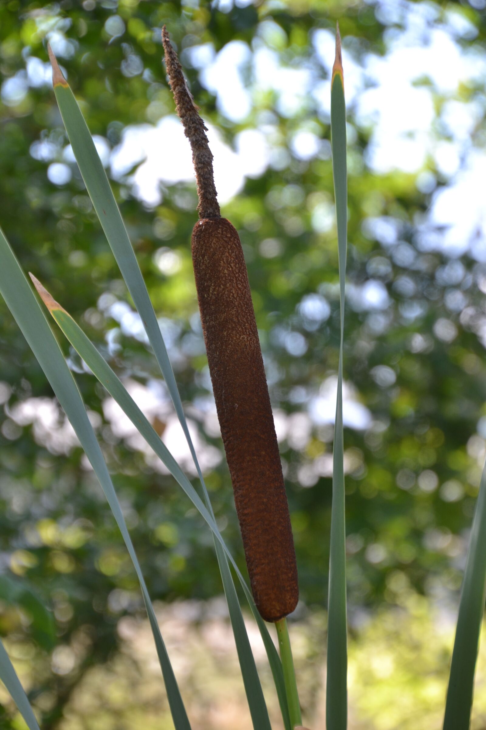 Nikon D3100 sample photo. Cattail, reed, plant photography