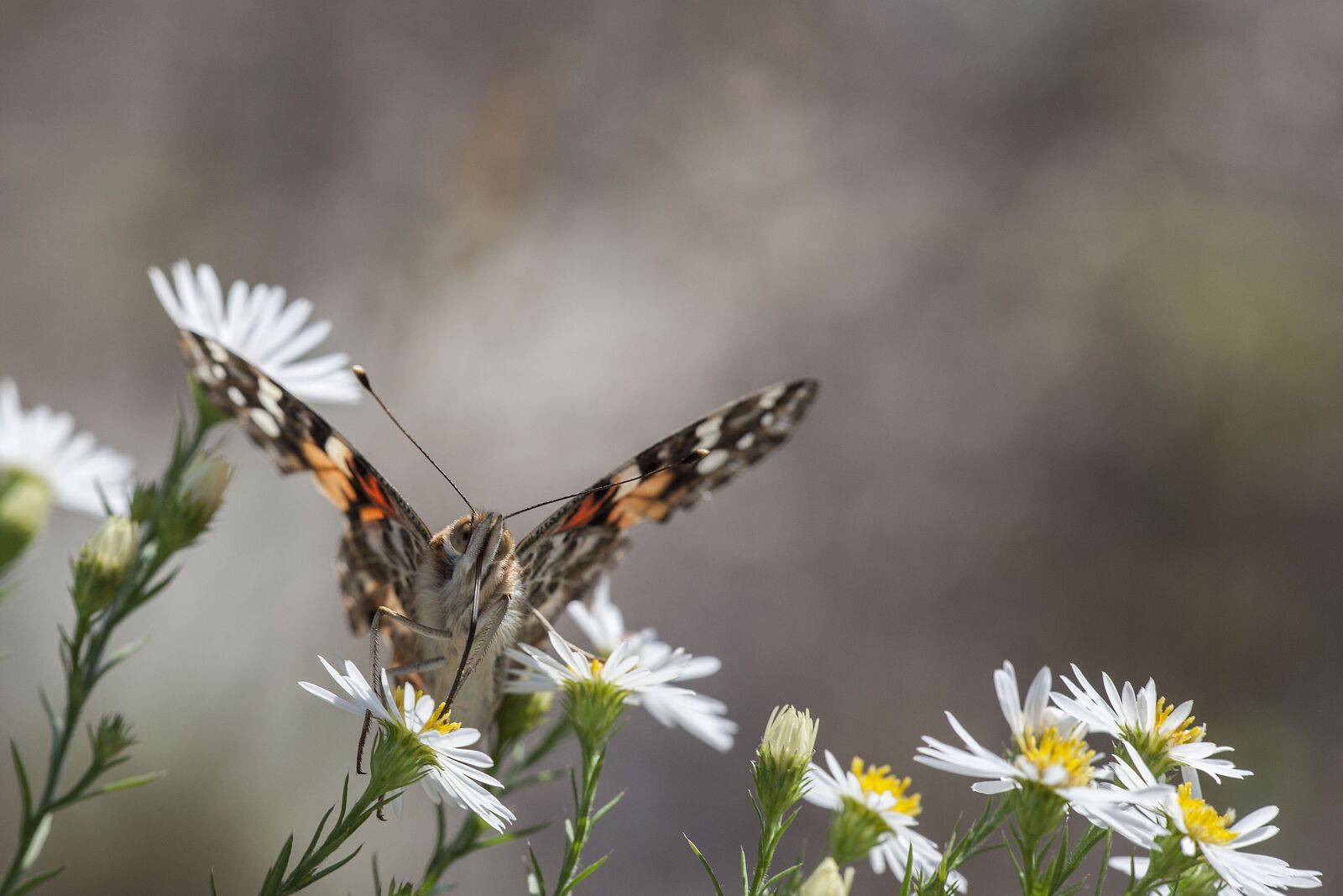 Canon EOS 5D Mark II sample photo. Painted lady butterfly, butterfly photography