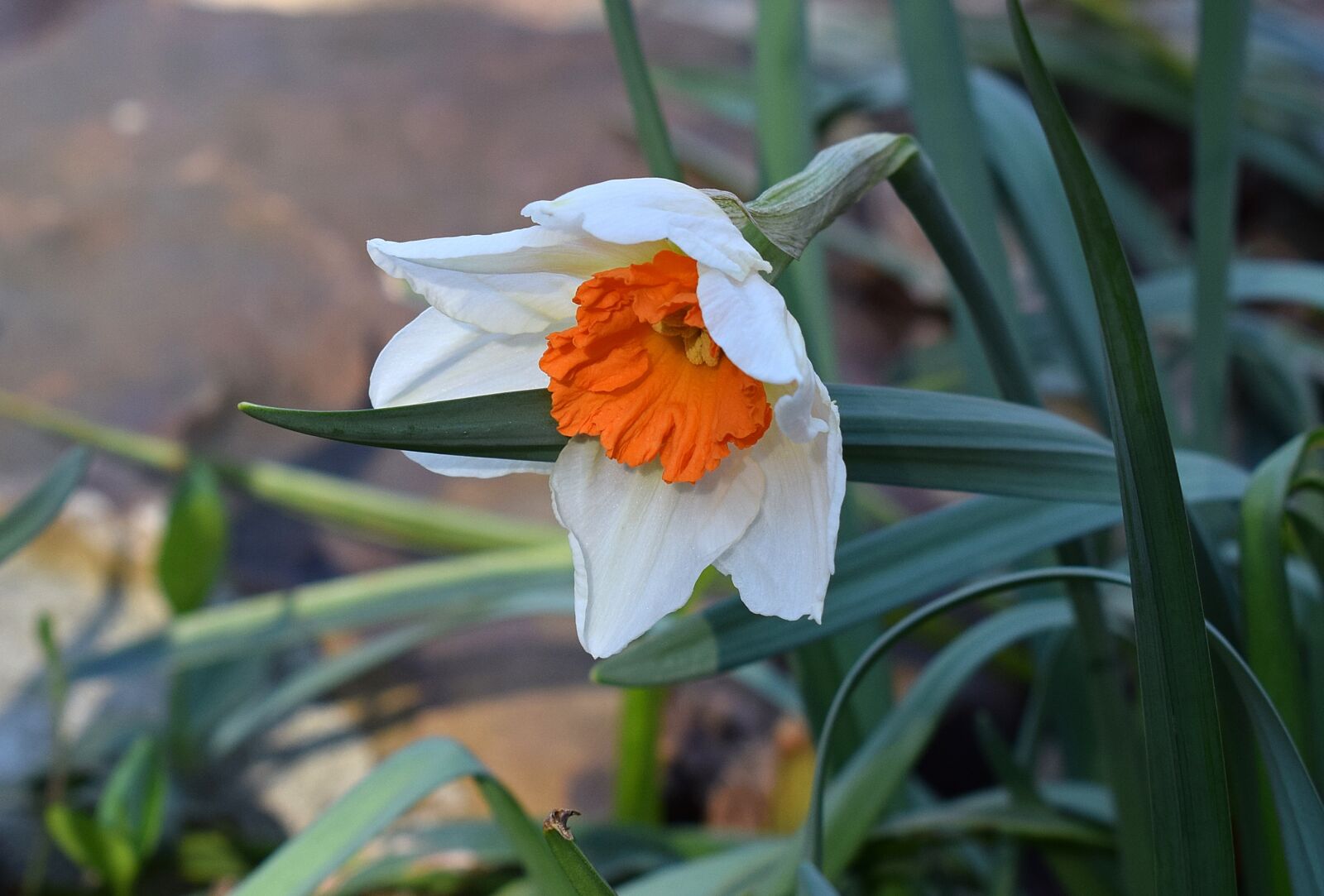 Nikon D3300 sample photo. Narcissus, daffodil, flower photography