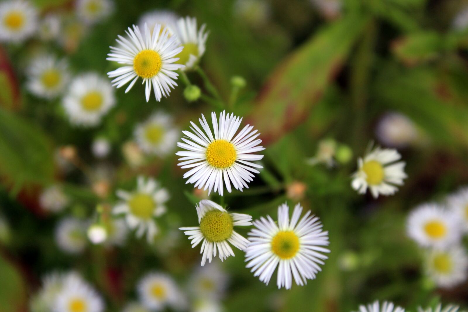 Canon EOS 1200D (EOS Rebel T5 / EOS Kiss X70 / EOS Hi) sample photo. Flowers, meadow, nature photography
