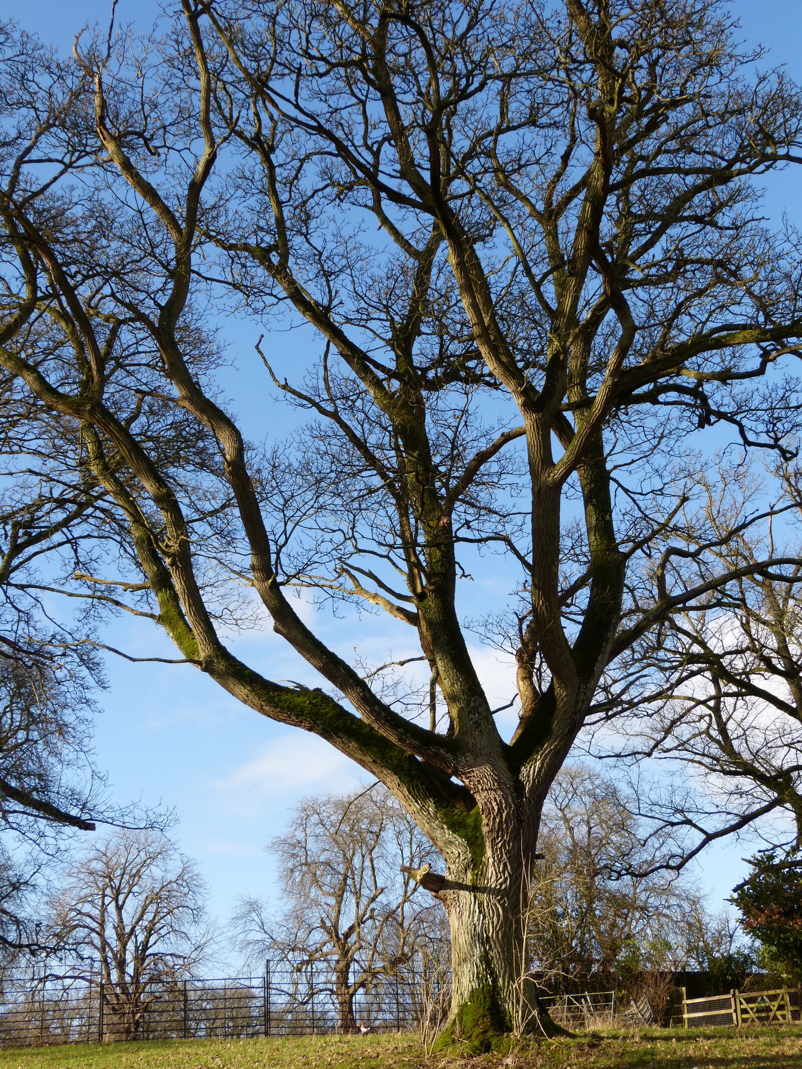 Panasonic DMC-FZ62 sample photo. Tree, winter, nature photography