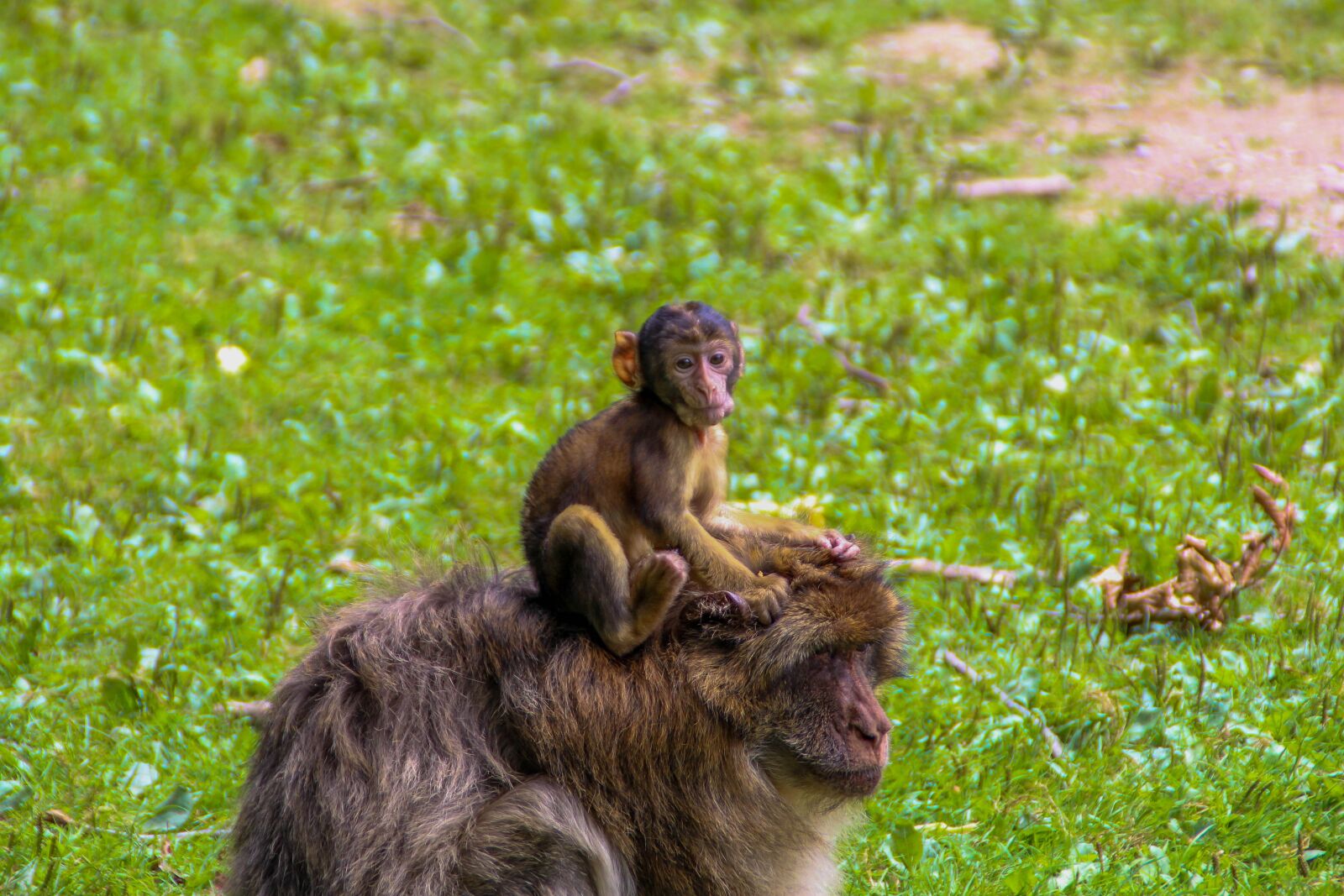 Canon EOS 700D (EOS Rebel T5i / EOS Kiss X7i) sample photo. Mammal, nature, animal world photography