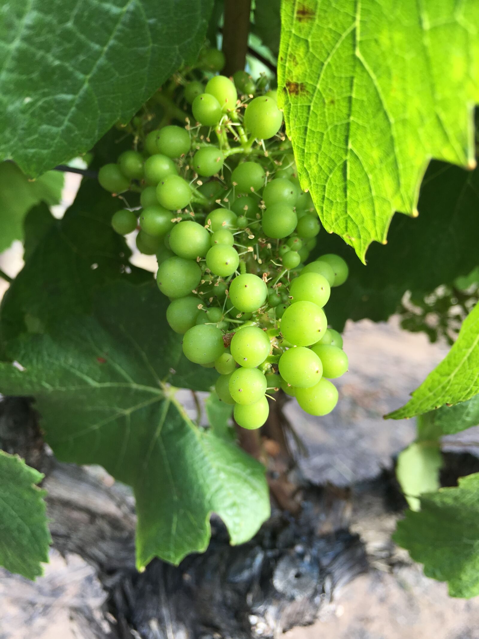 Apple iPhone 6s Plus sample photo. Grapes, wine, vines photography