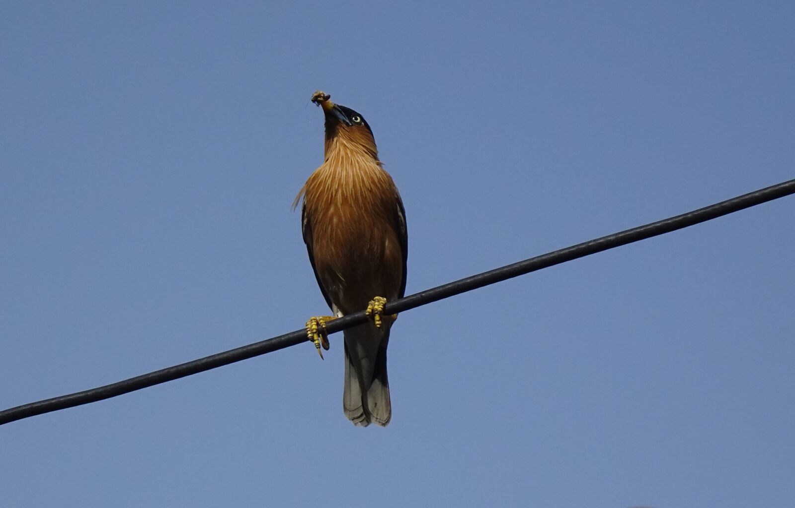 Sony DSC-WX800 sample photo. Bird, aves, brahminy myna photography