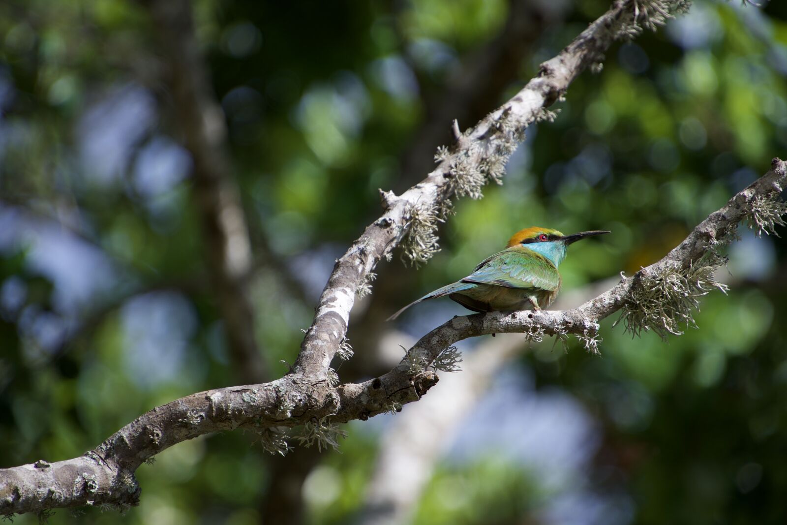 Nikon D500 sample photo. Bee-eater, bird, colorful photography