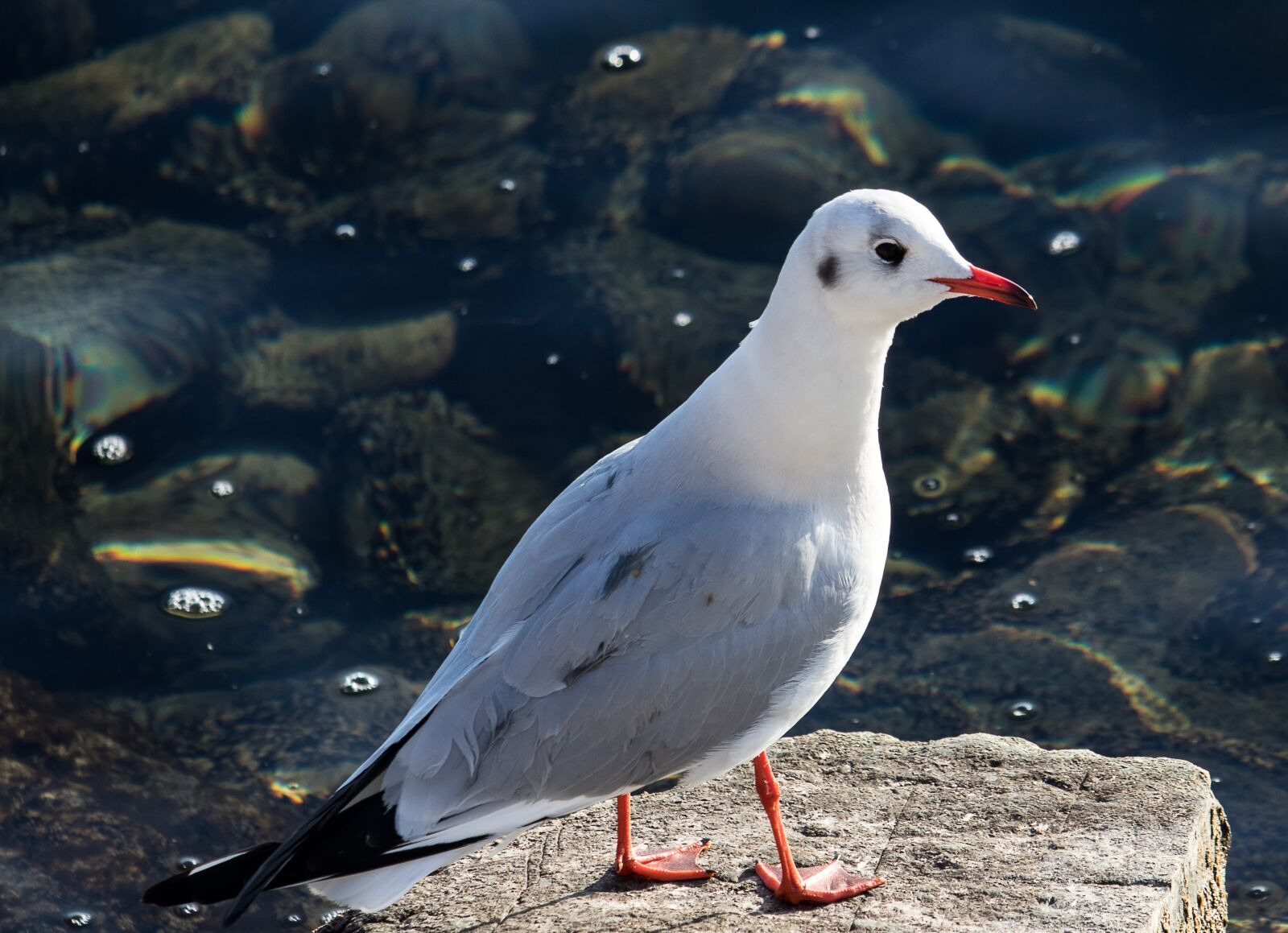 Canon EF-S 55-250mm F4-5.6 IS STM sample photo. Seagull, bird, animal photography