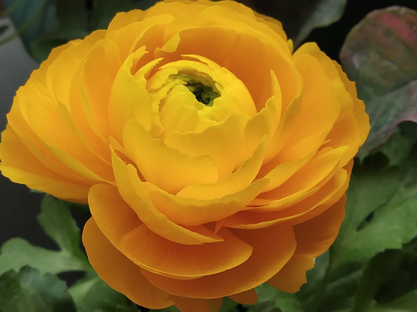 Xiaomi Redmi Note 5 Pro sample photo. Yellow, flower, garden photography