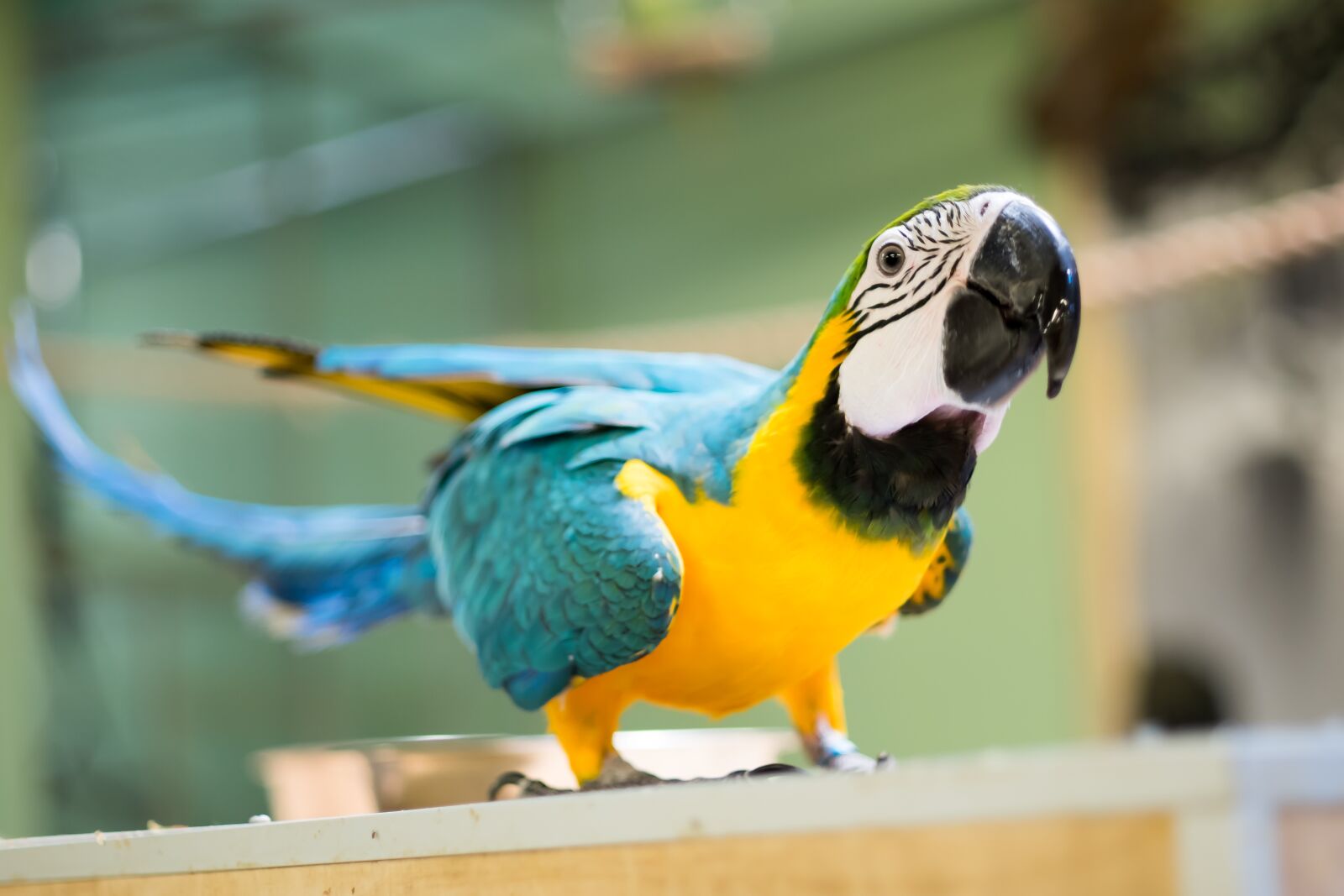 Fujifilm X-T10 sample photo. Parrot, bird, nature photography