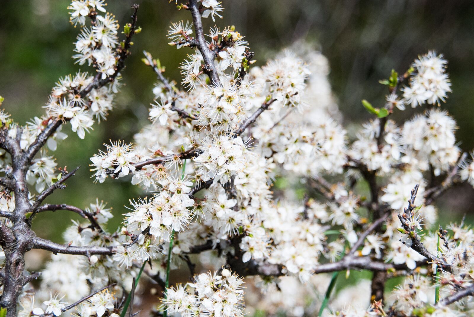Nikon D80 sample photo. Flowers, plant, white flowers photography