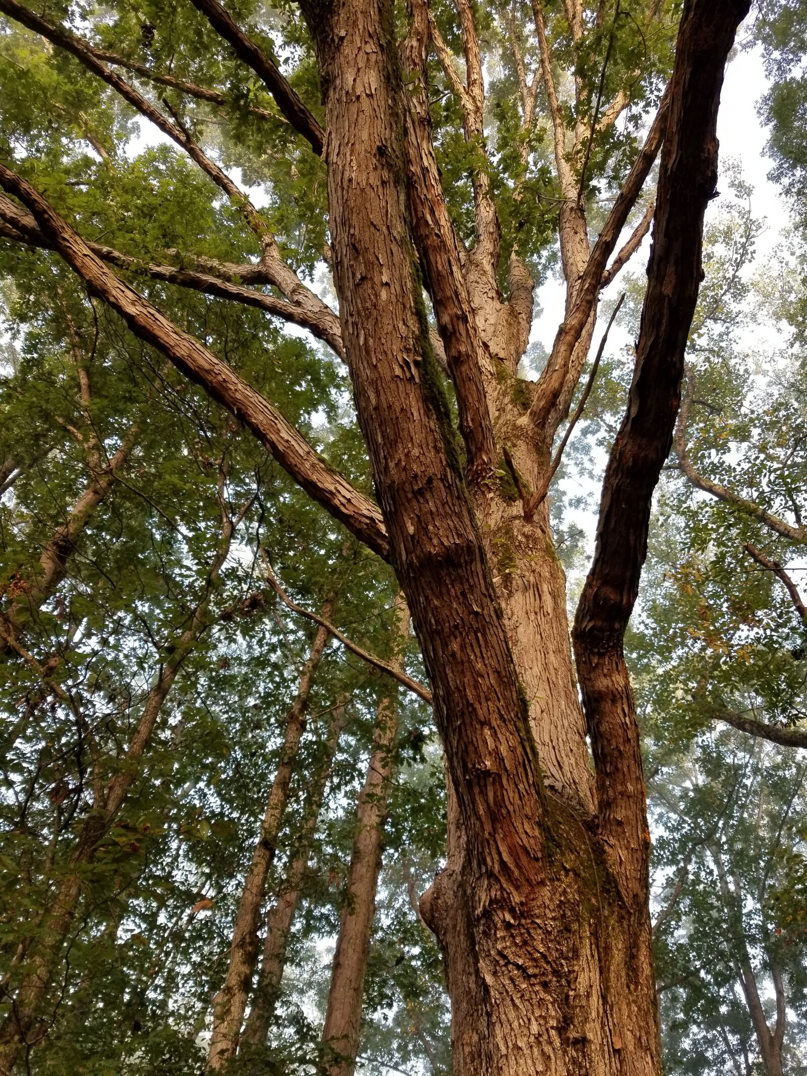 Samsung Galaxy S8+ sample photo. Tree, wood, nature photography