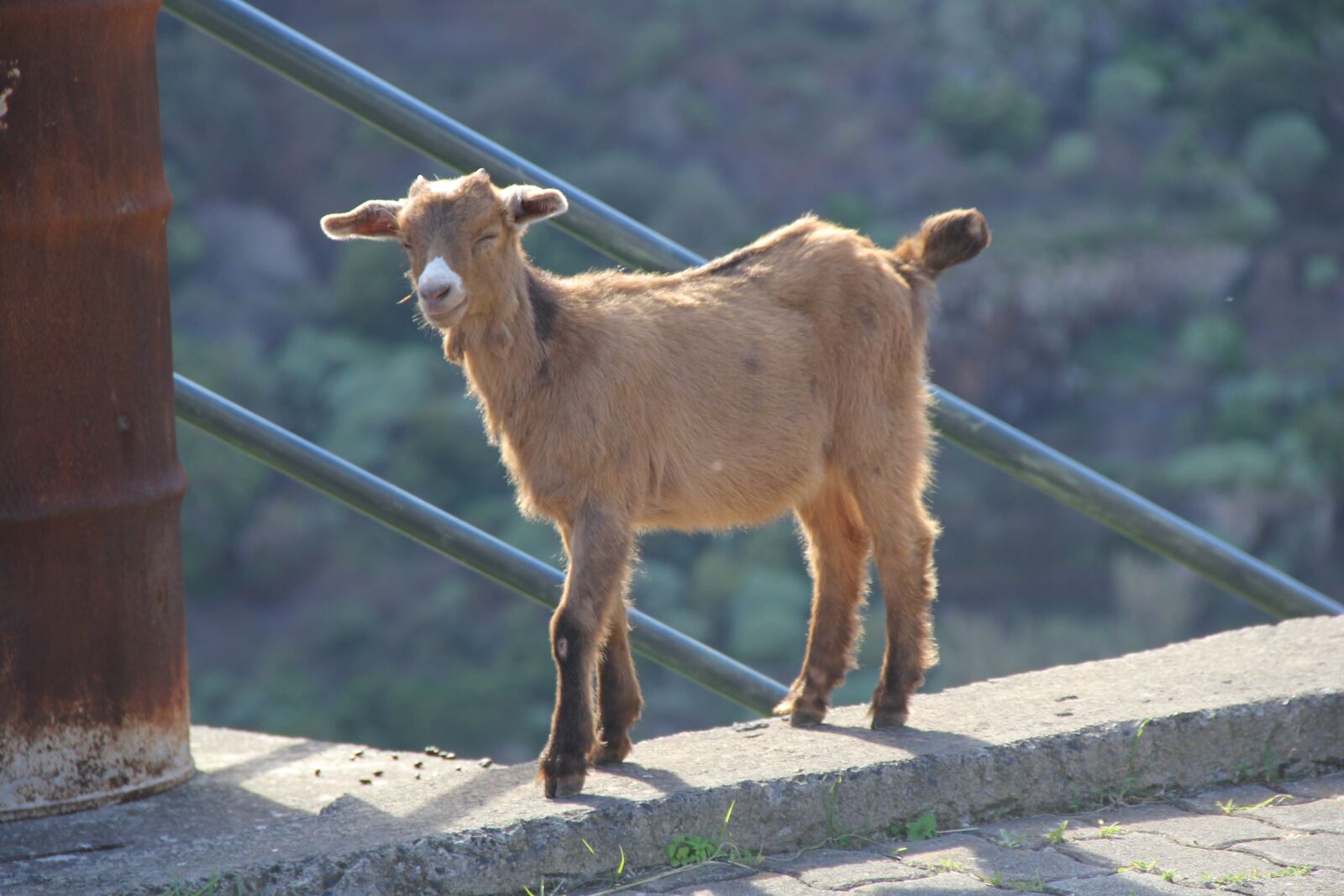 Canon EF-S 18-135mm F3.5-5.6 IS sample photo. Animal, nature, portugal photography
