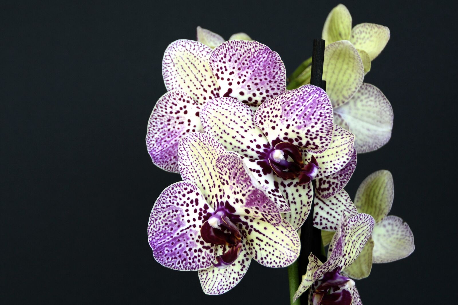 Nikon D7100 sample photo. Orchids, flowers, blossom photography