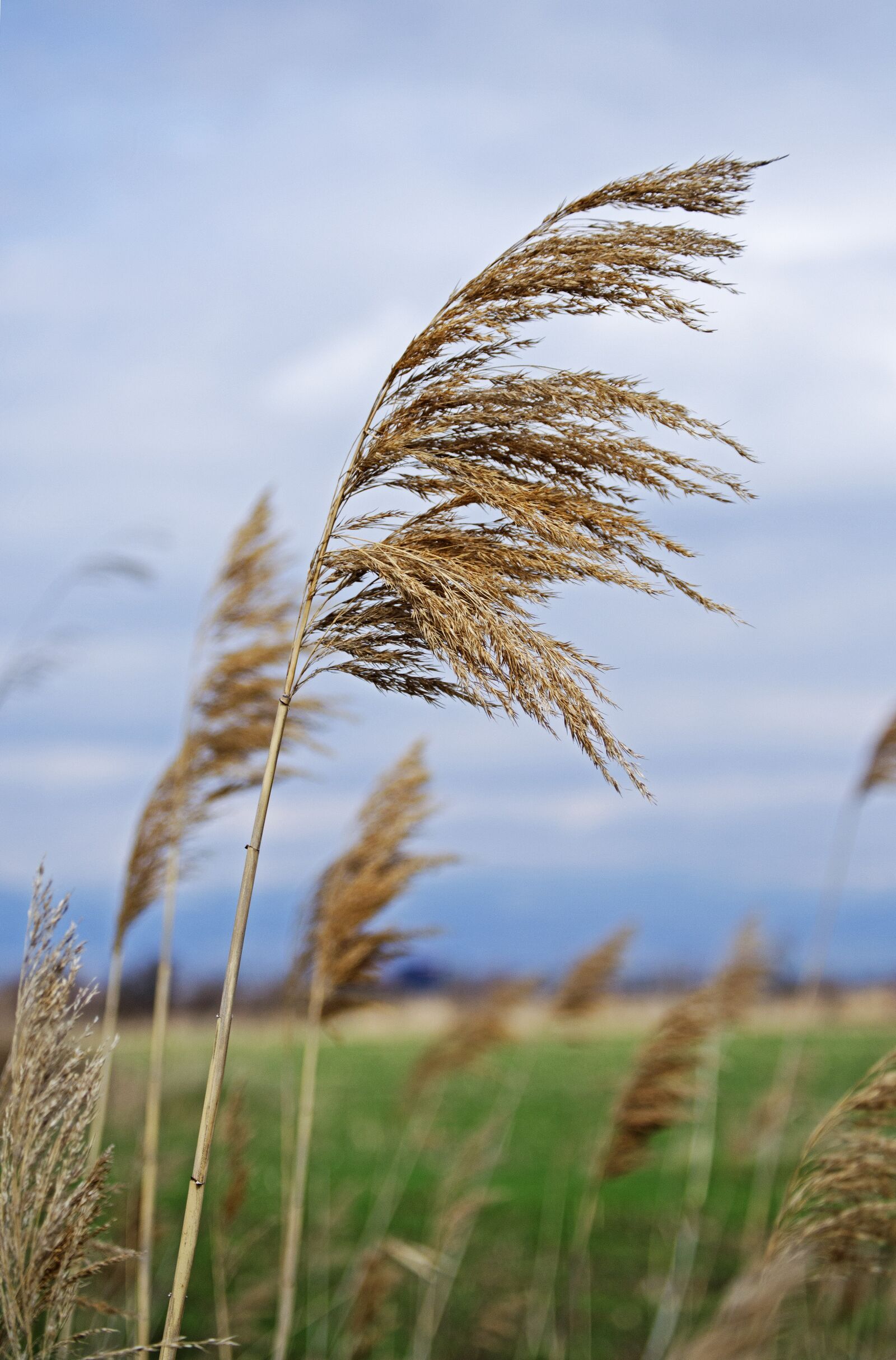 Nikon D5100 sample photo. Dry, grass, blowing photography