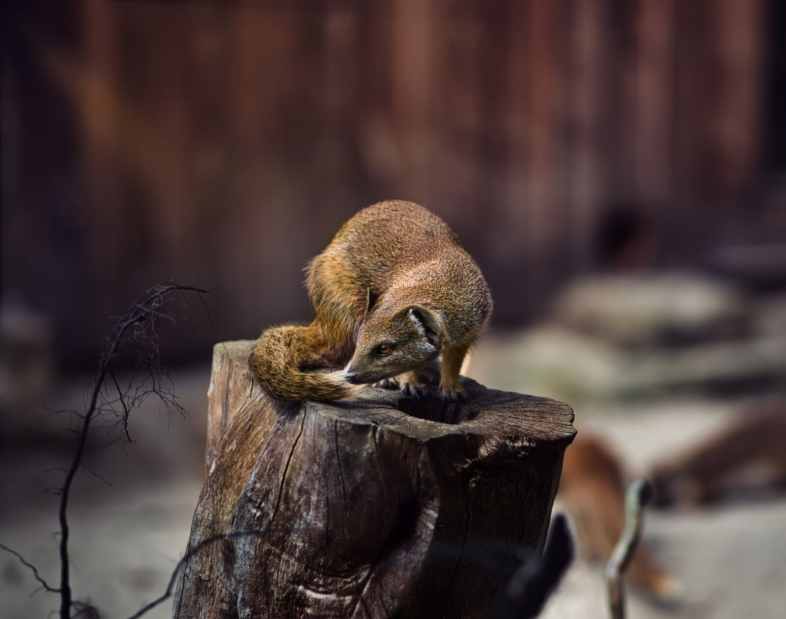 Olympus M.Zuiko Digital ED 75mm F1.8 sample photo. Marten, mammal, animal world photography