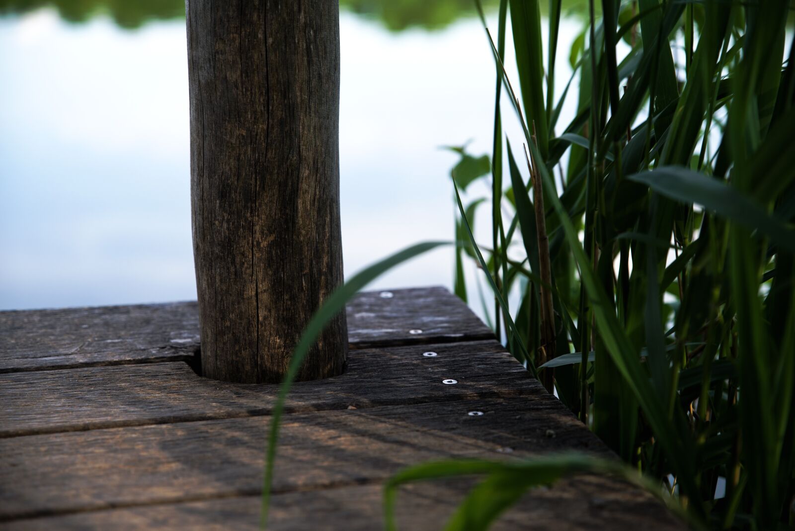 Pentax K-1 Mark II sample photo. Lake, max-eyth-lake, plant photography