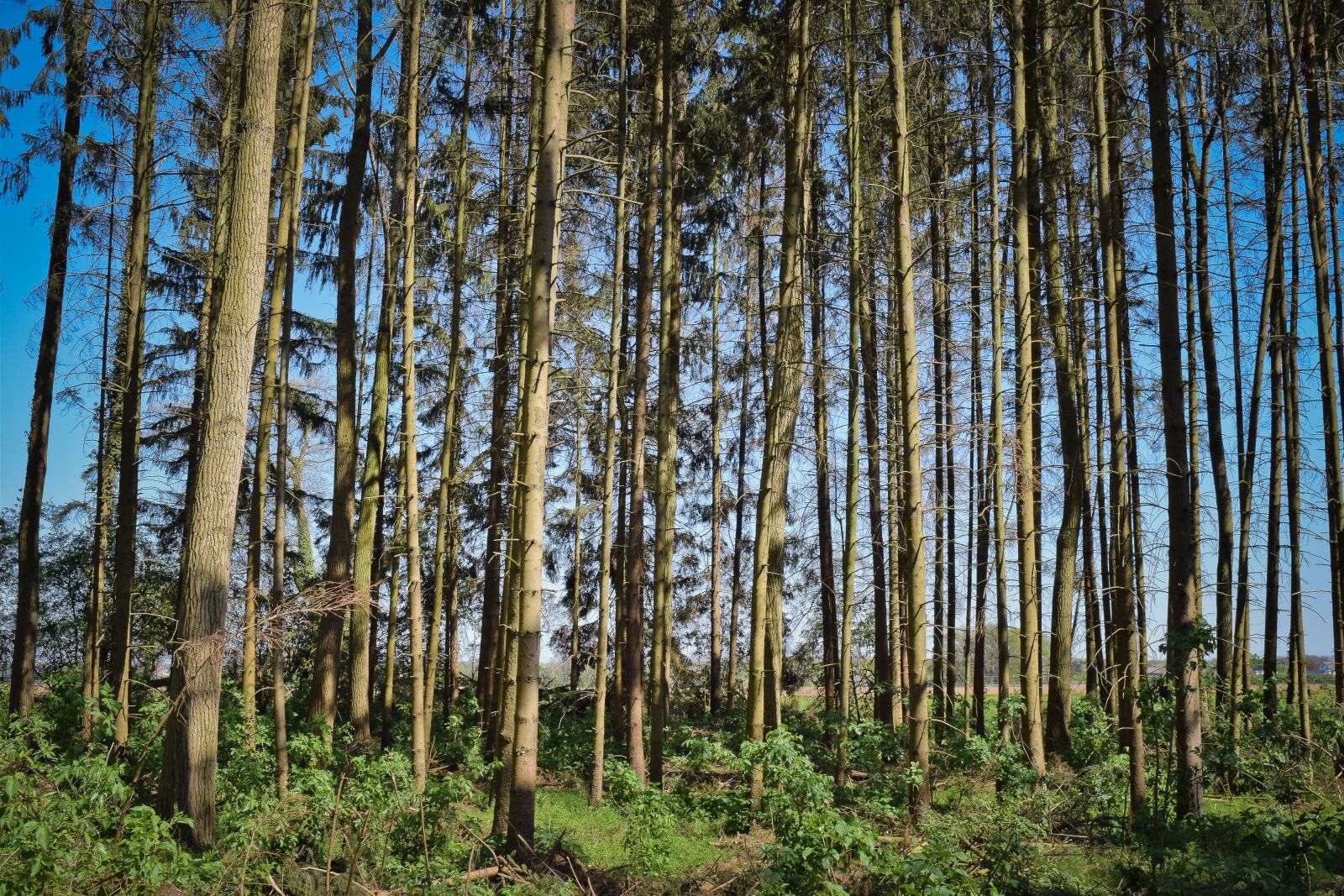 Nikon D3300 sample photo. Forest, trees, nature photography