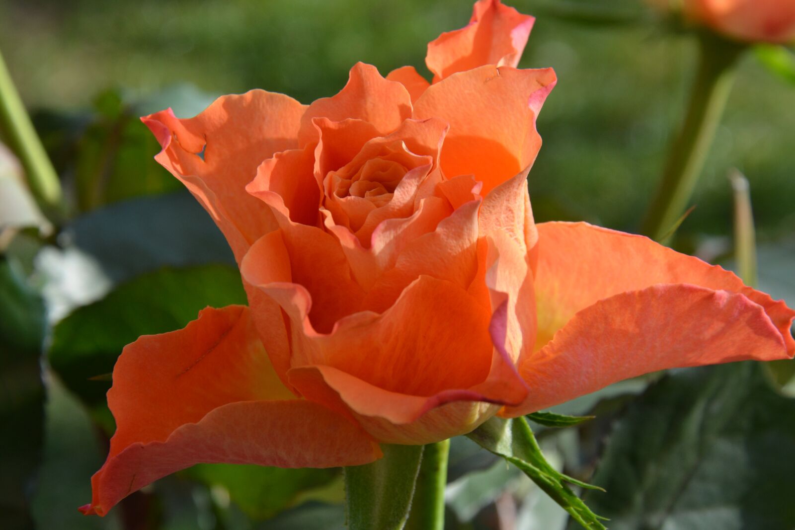 Nikon D7100 sample photo. Rose, pink, flower photography