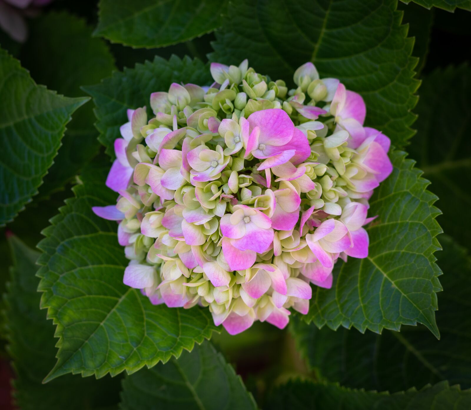 Canon EOS 5D Mark III sample photo. Flower, garden, hydrangea photography