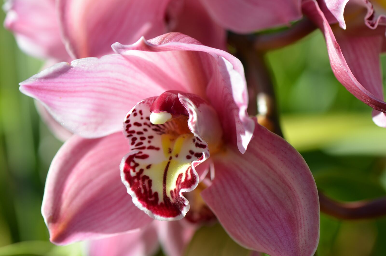 Nikon D7000 sample photo. Flowers, bloom, blossom photography