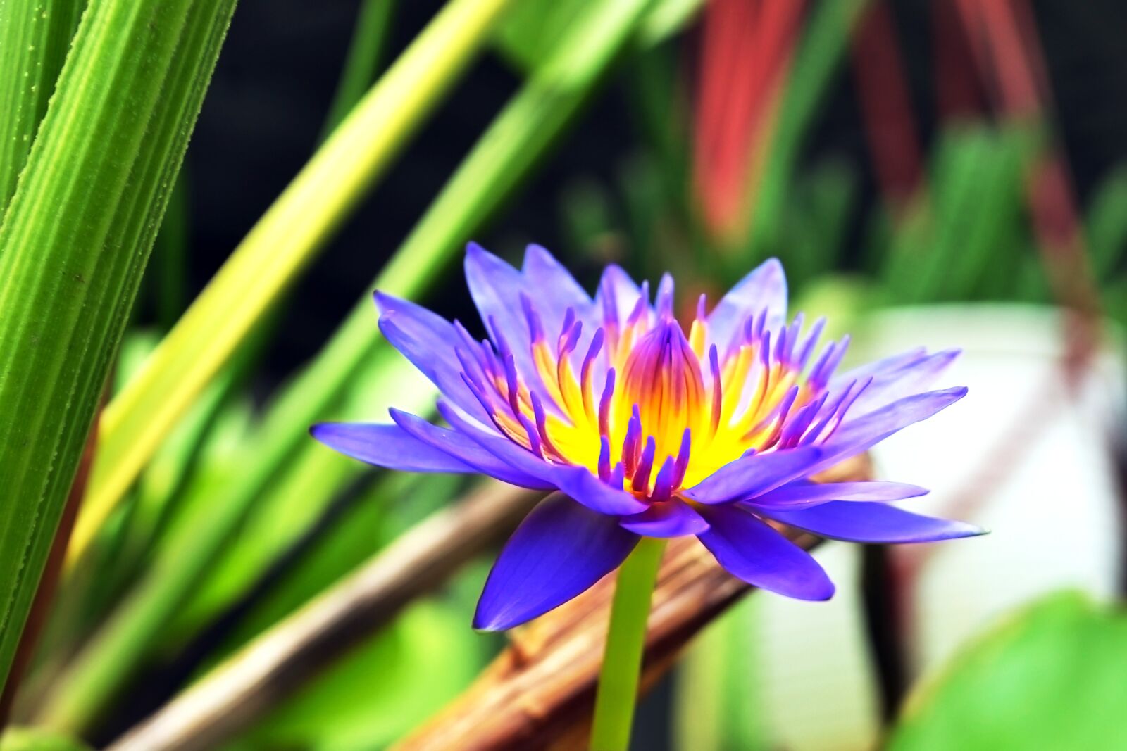 Nikon D3100 sample photo. Flower, bright, oriental photography