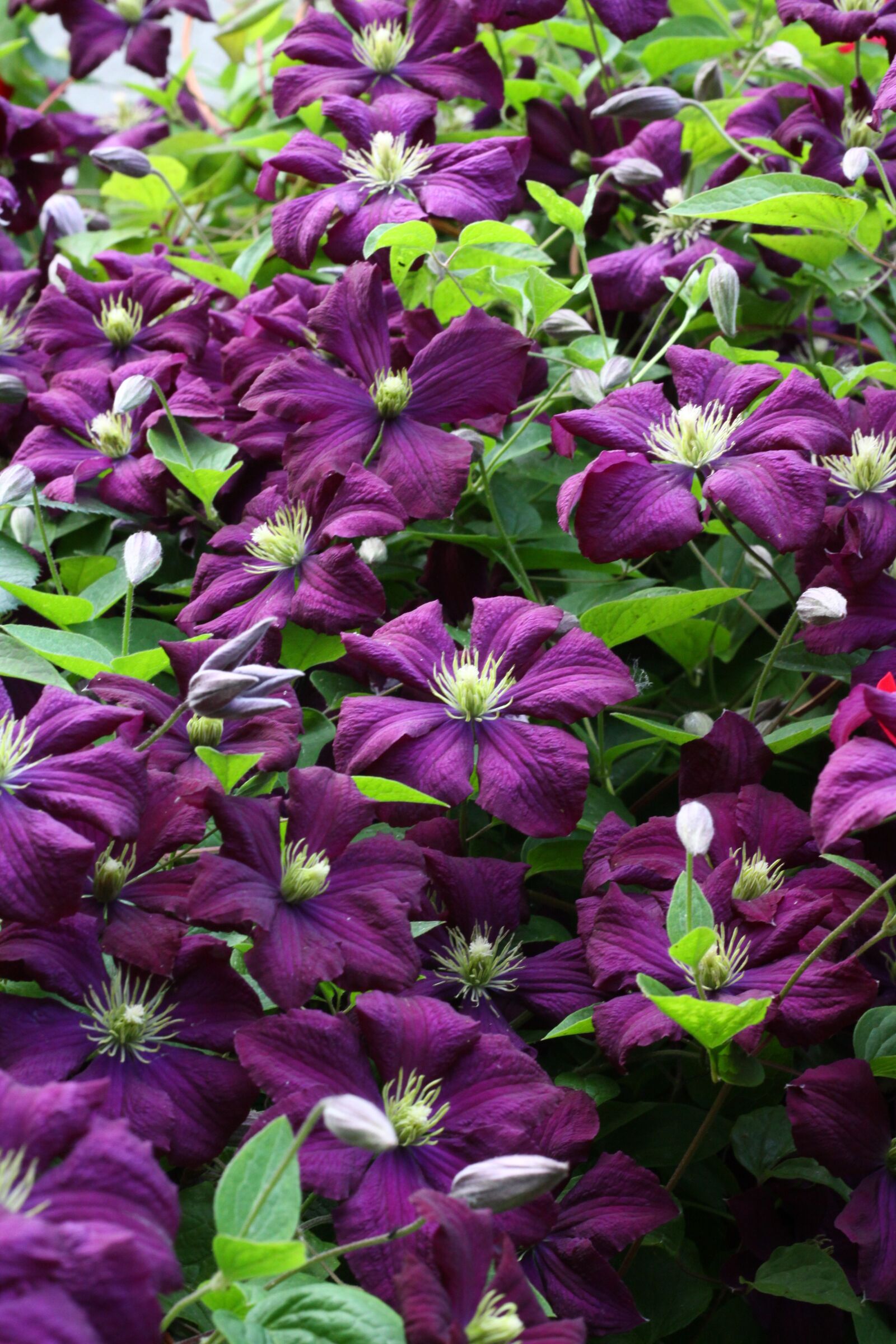 Canon EOS 50D sample photo. Clematis, violet, plants photography