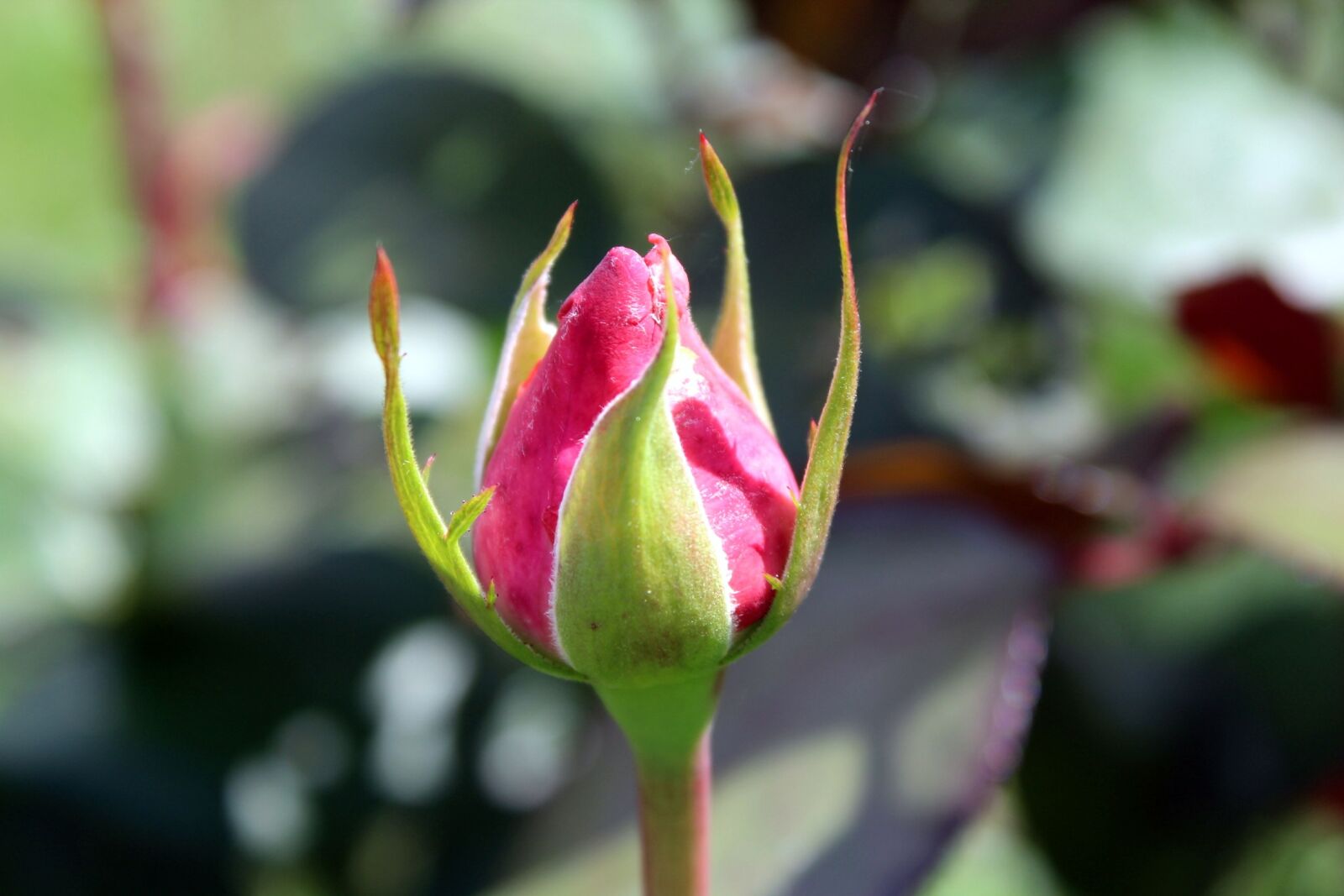 Canon EOS 1200D (EOS Rebel T5 / EOS Kiss X70 / EOS Hi) sample photo. Rose, bud, flower photography