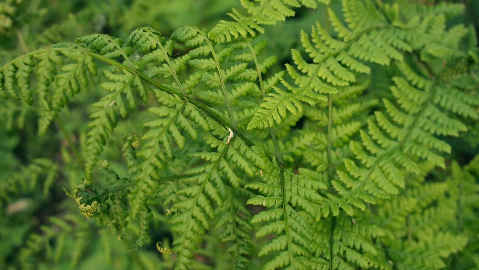 Olympus PEN E-PL1 sample photo. Green, leaves, trees photography