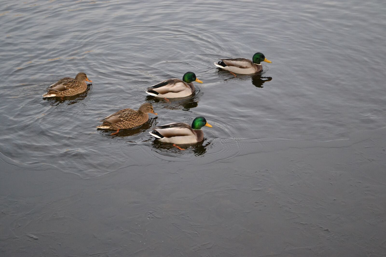 Nikon D3100 sample photo. River, november, duck photography