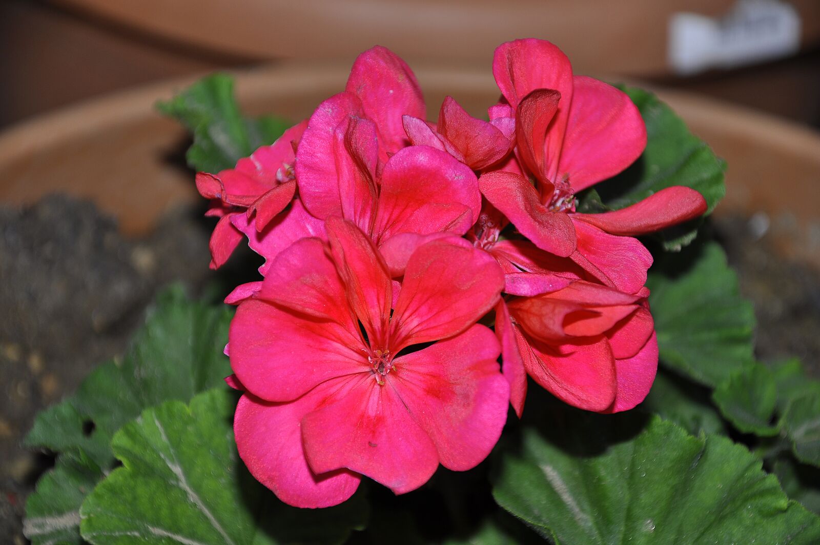 Nikon D90 sample photo. Pink, flower, geranium photography