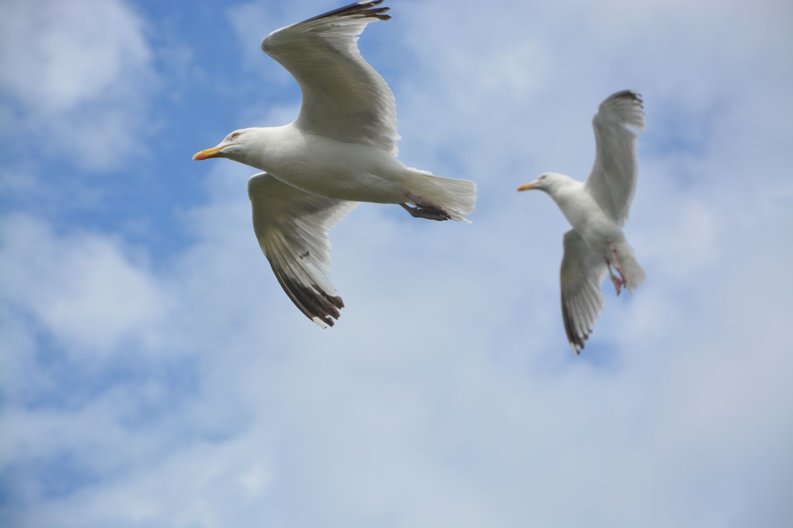 Nikon D5200 sample photo. Sea birds, gulls, seagulls photography