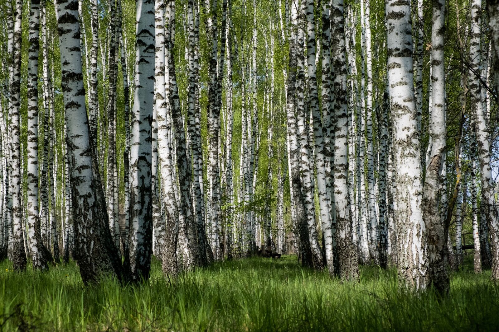 Fujifilm X-T3 + Fujifilm XF 18-55mm F2.8-4 R LM OIS sample photo. Birch, tree, nature photography